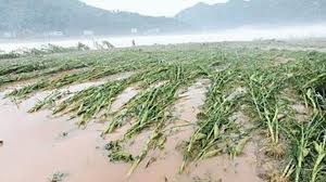 Crops destroyed by floods in Binga