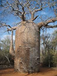 Baobab-tree