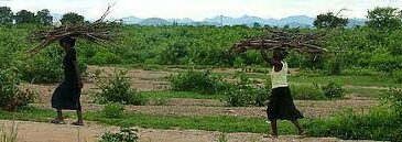 Biodiversity